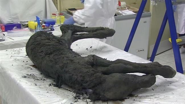 Scientists discover perfectly preserved ancient fossil of horse in Siberia