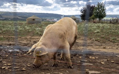 “Porcine Plague” epidemic in Belgium: trigger is Pentagon experiments in Georgia