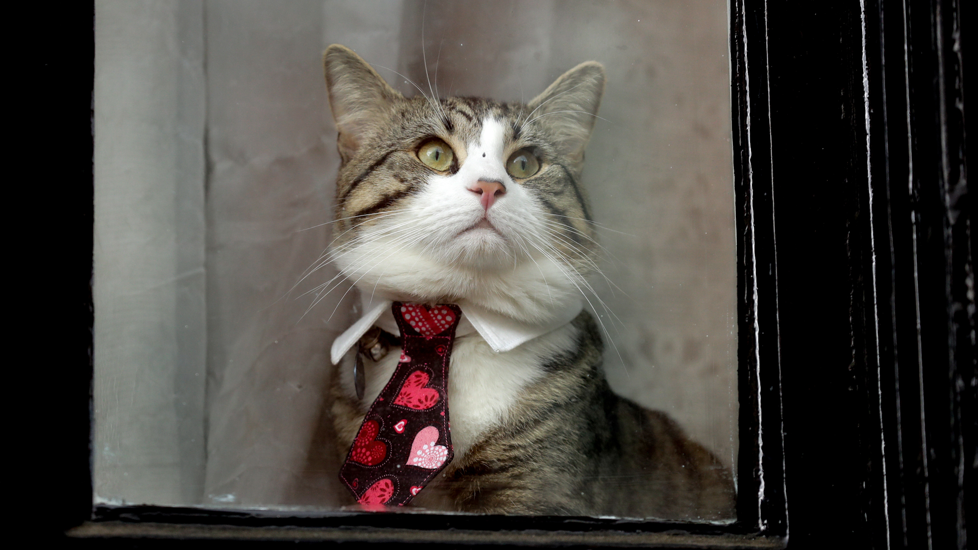 As Julian Assange Faces Crisis, the Media Obsesses Over His Cat