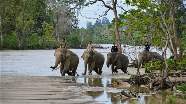UN biodiversity conference to lay groundwork for Nature rescue plan