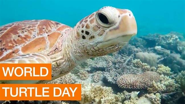 Lima zoo celebrates World Turtle Day with flowers