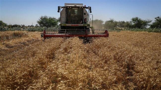 Iran’s 2020 buying price for wheat sparks discontent among farmers