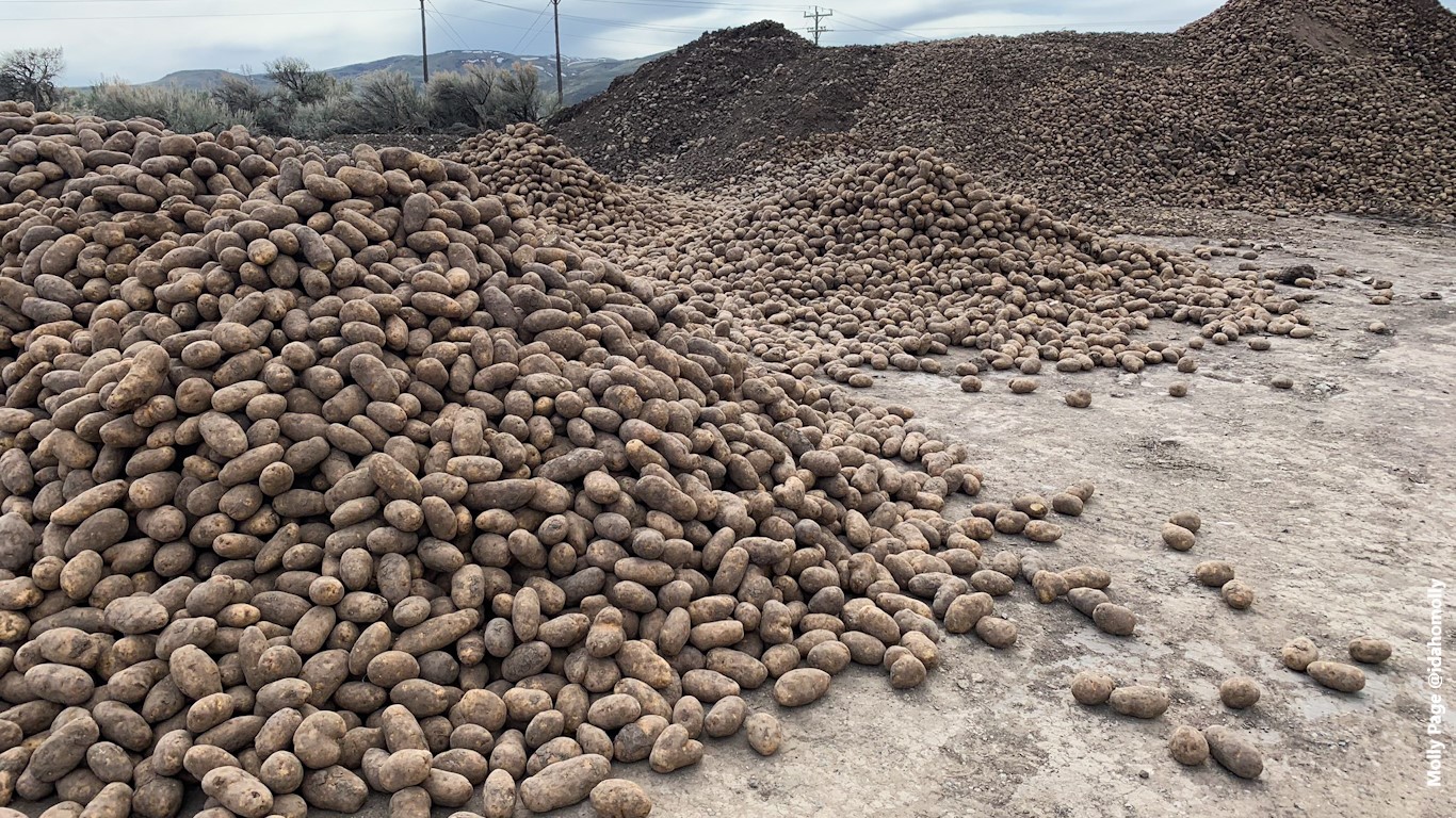 As Food Banks Struggle to Cope with Demand, Desperate Farmers Dump Unsellable Produce